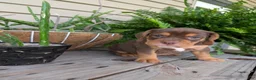 Beabull dogs for sale: Winston  - Ad 7