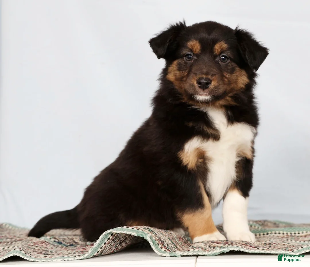 Australian Shepherd dogs for sale: Julie - Ad 3