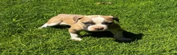 American Bulldog dogs for sale: Girl 3 - Ad 2