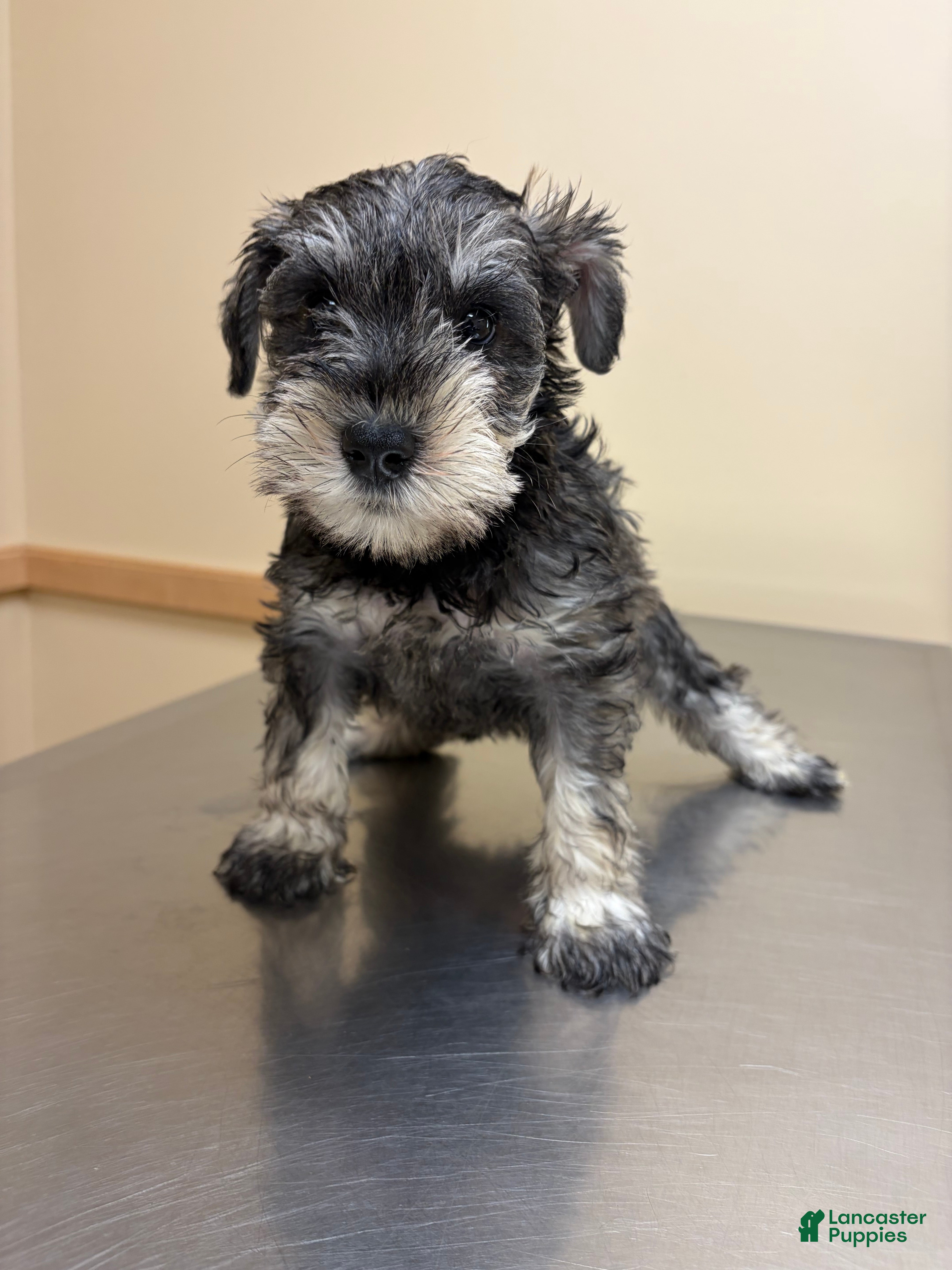 Miniature Schnauzer dogs This pup is Female not male - Ad 2