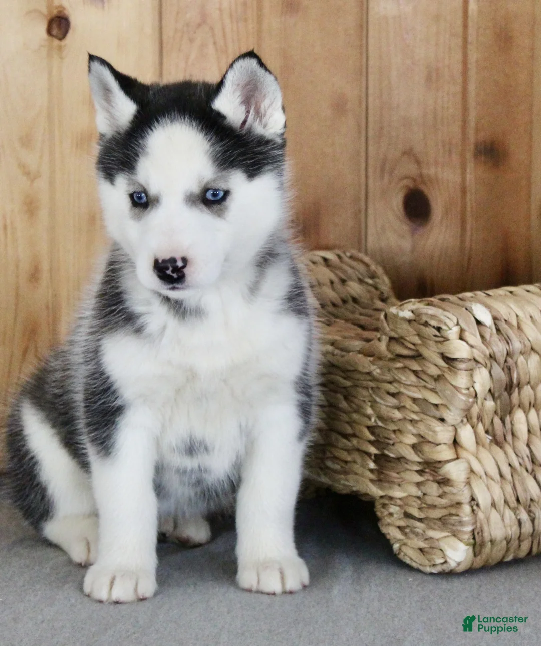 Siberian Husky dogs for sale: Lulu - Ad 4