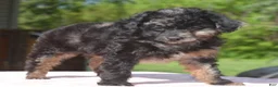 Toy Poodle dogs for sale: Bella Merle female puppy - Ad 8