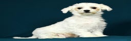 Maltese dogs for sale: Mason - Ad 10
