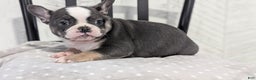 French Bulldog dogs for sale: Xena - Ad 9