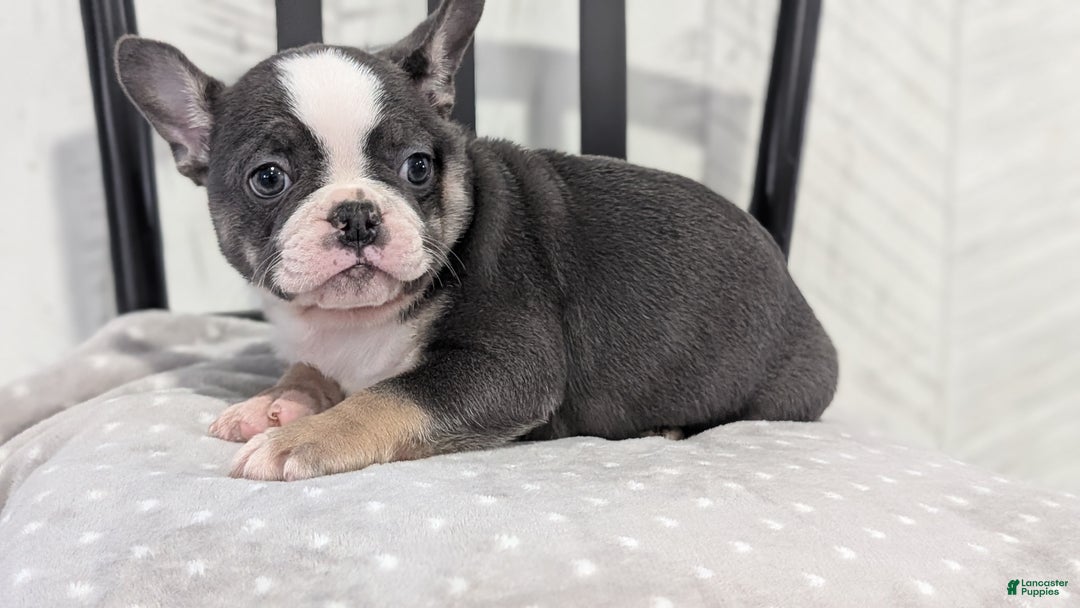 French Bulldog dogs for sale: Xena - Ad 9