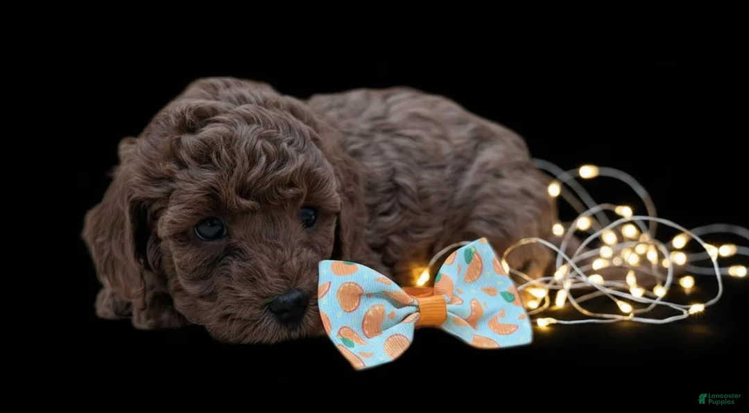 Toy Poodle dogs for sale: Maple 🍁 - Ad 16