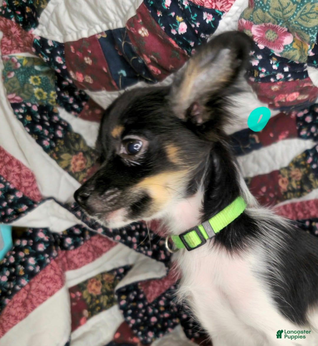 Chihuahua dogs for sale: Naate LH Tri-color - Ad 4