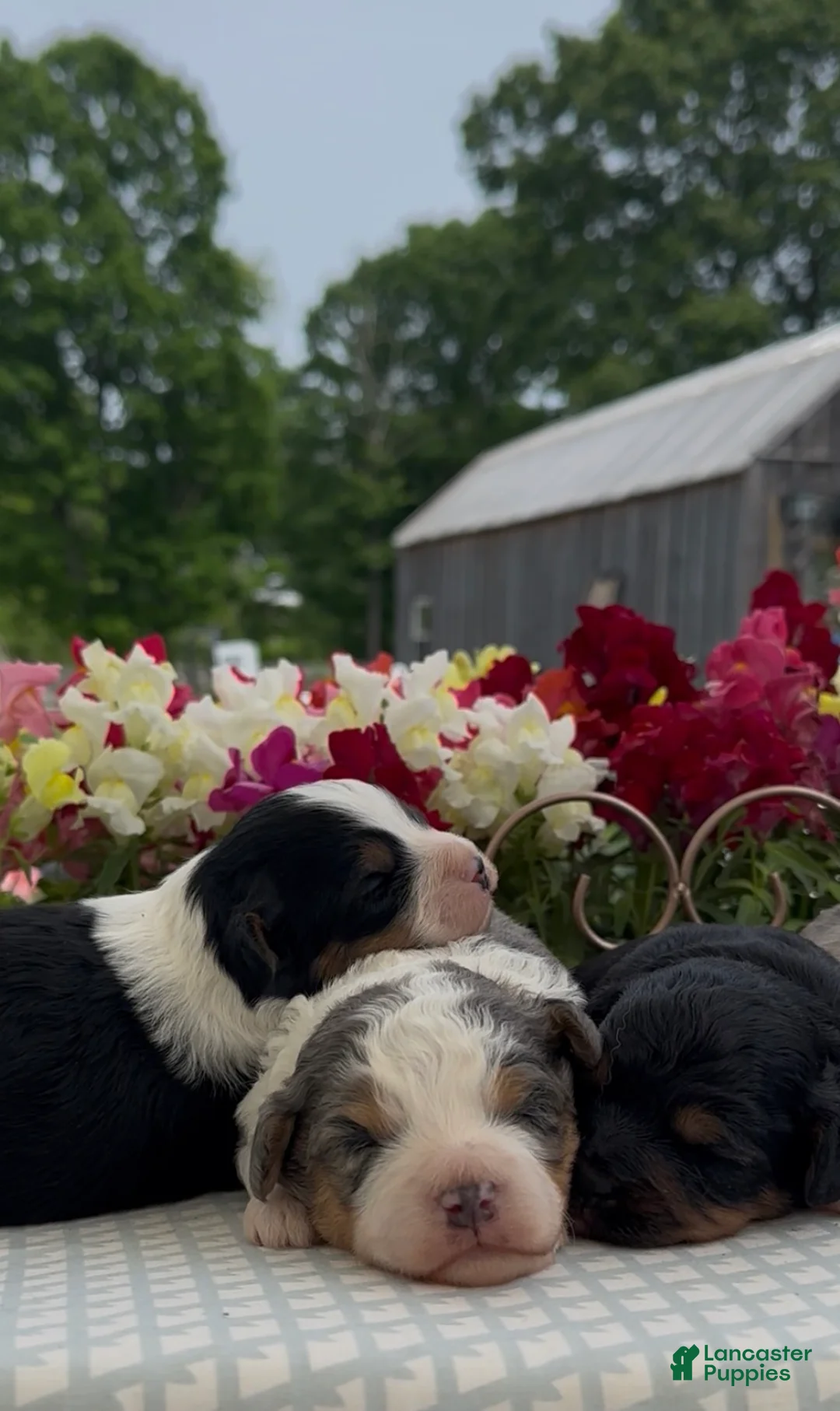 Aussiedoodle dogs for sale: Aussiedoodle Puppy 4 - Ad 2