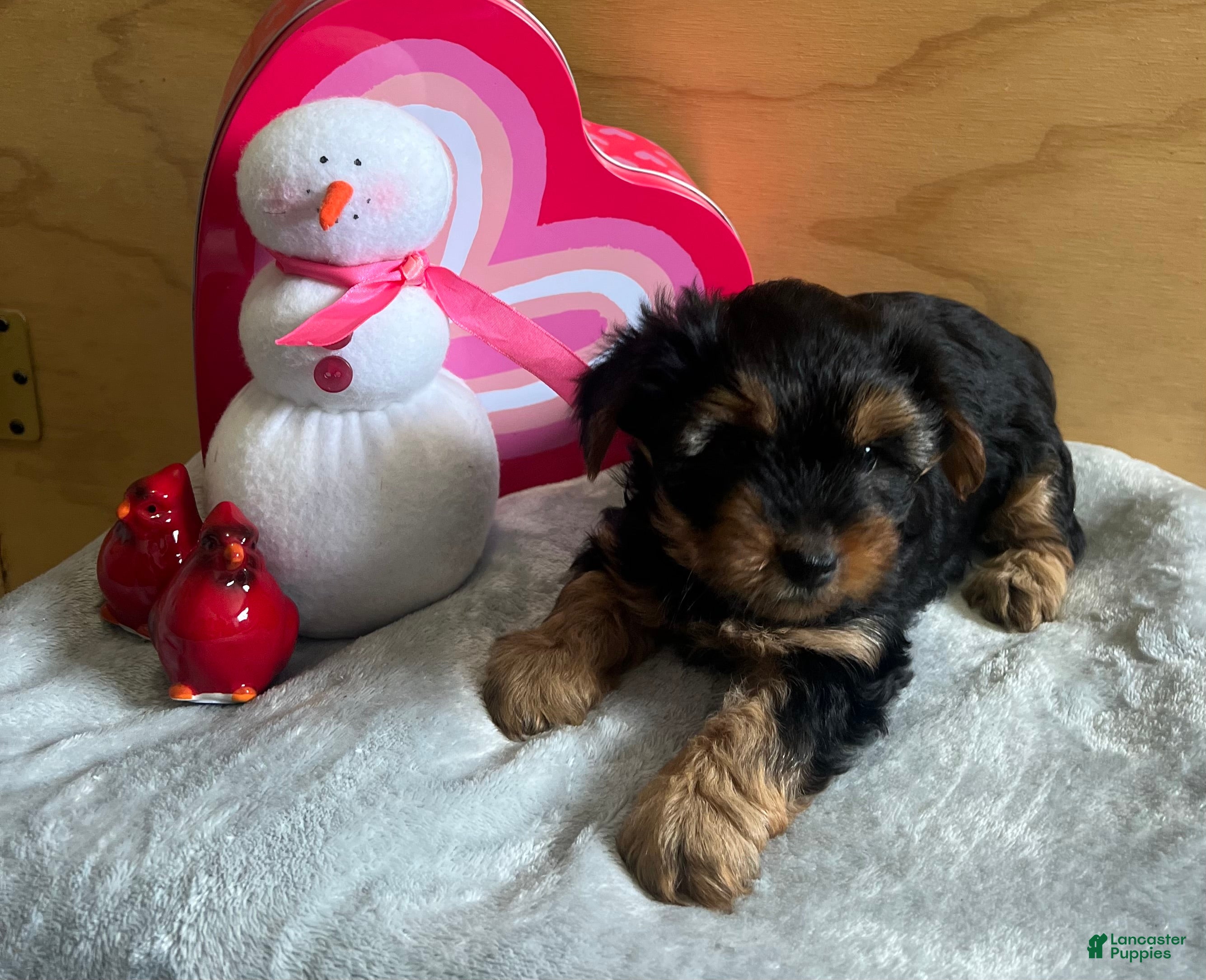 Yorkshire Terrier dogs Logan - Ad 2