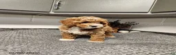 Mini Goldendoodle dogs for sale: Bentley - Ad 5
