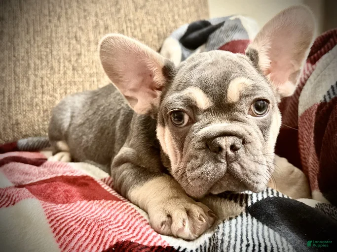 Gallery Image {{count}}