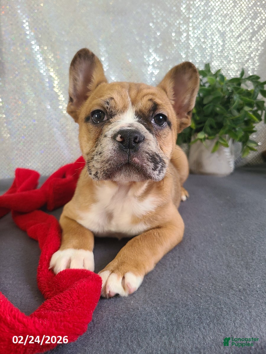 Mixed Breed dogs Milo - Ad 2