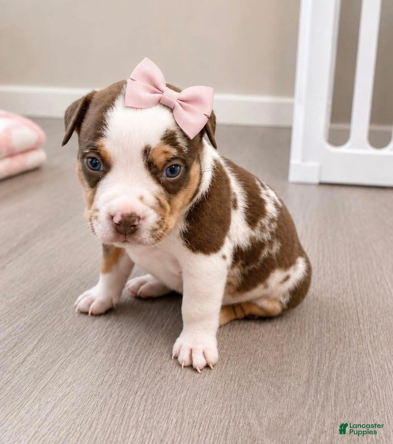 American Bully dogs for sale: American Bully Puppy 8 - Ad 3
