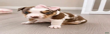 American Bully Puppy 8
