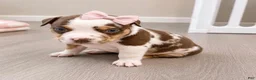 American Bully dogs for sale: American Bully Puppy 8 - Ad 1
