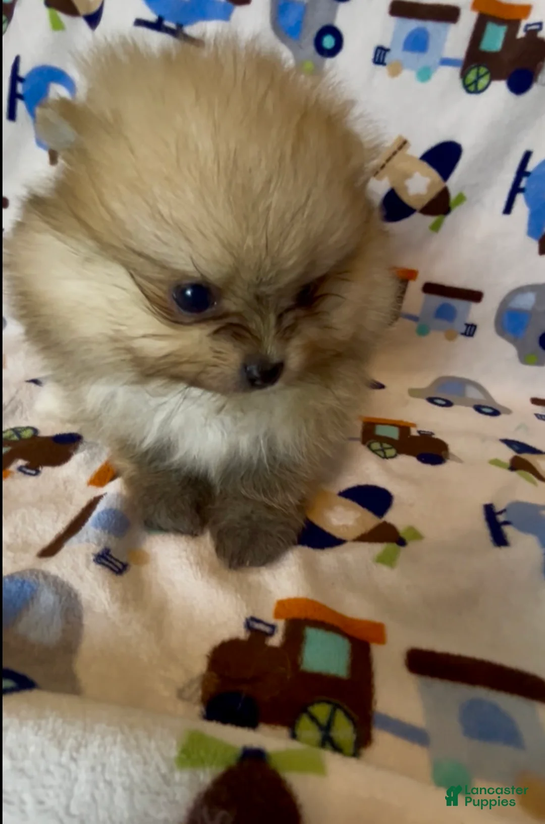 Pomeranian dogs for sale: Gelato - Ad 1