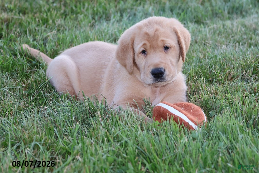 Goldador dogs Titan - Ad 1