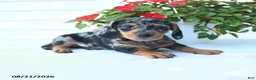 Miniature Dachshund dogs for sale: Bear - Ad 3