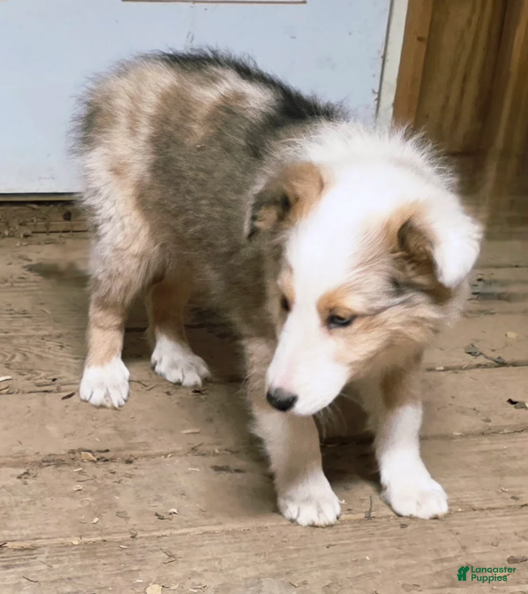 Shetland Sheepdog dogs for sale: Shetland Sheepdog Puppy 4 - Ad 3