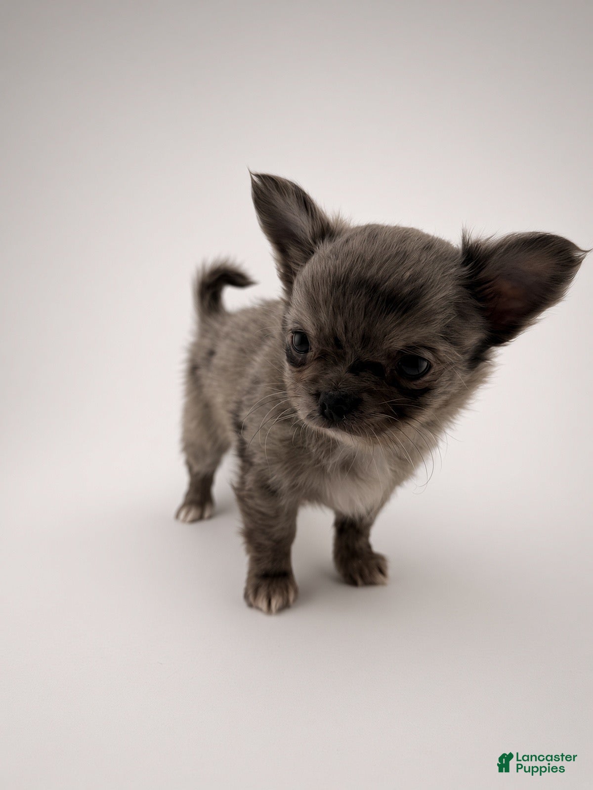 Chihuahua dogs Chihuahua 1 - Ad 2