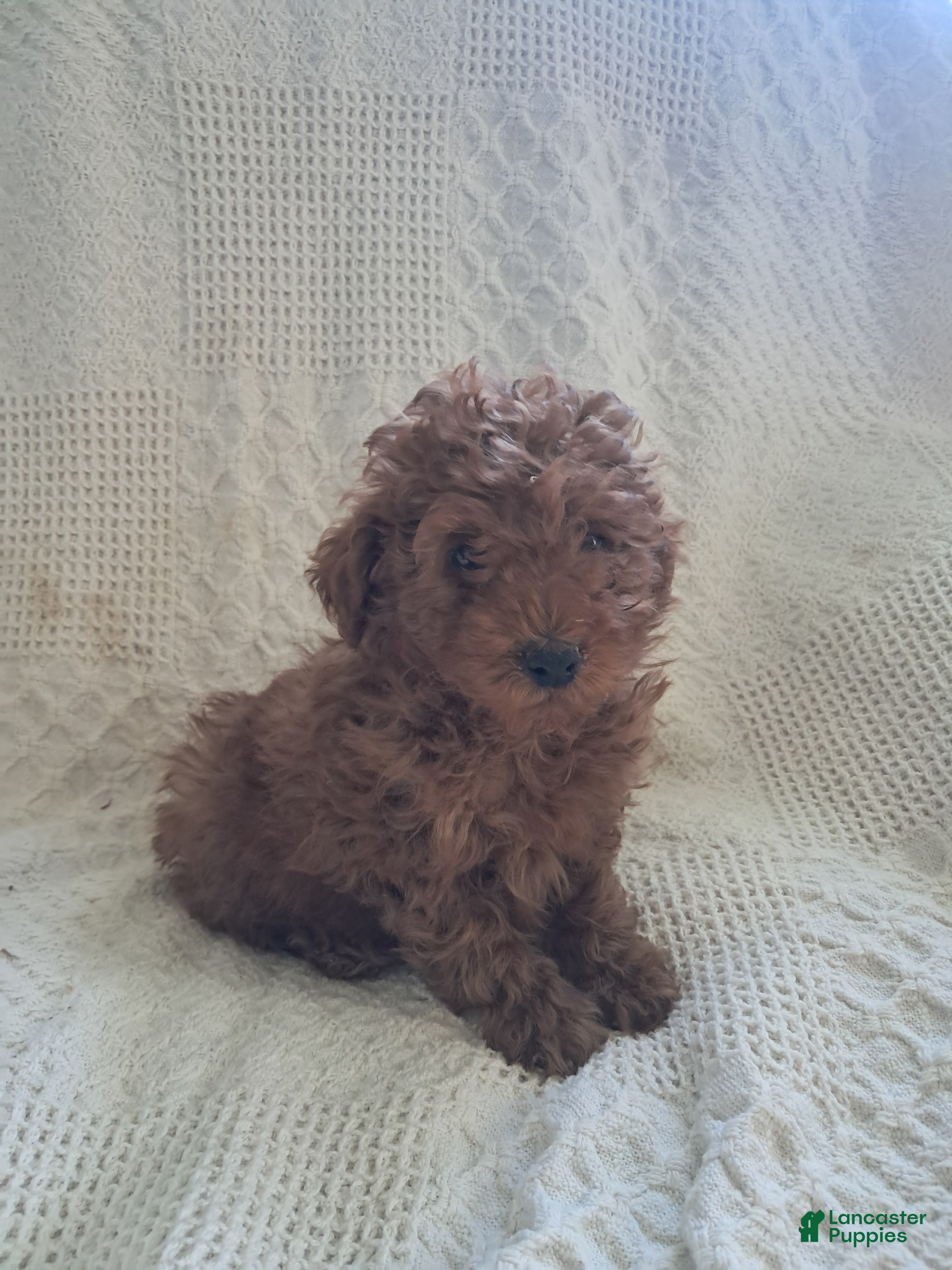 Miniature Poodle dogs Daisy - Ad 2
