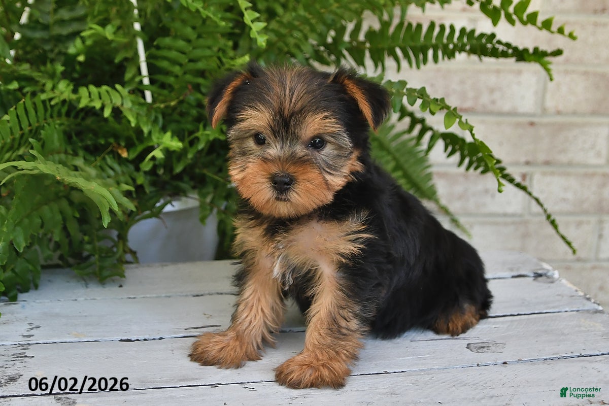 Yorkshire Terrier dogs Peanut - Ad 2