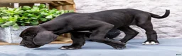 Great Dane dogs for sale: Kate - Ad 7