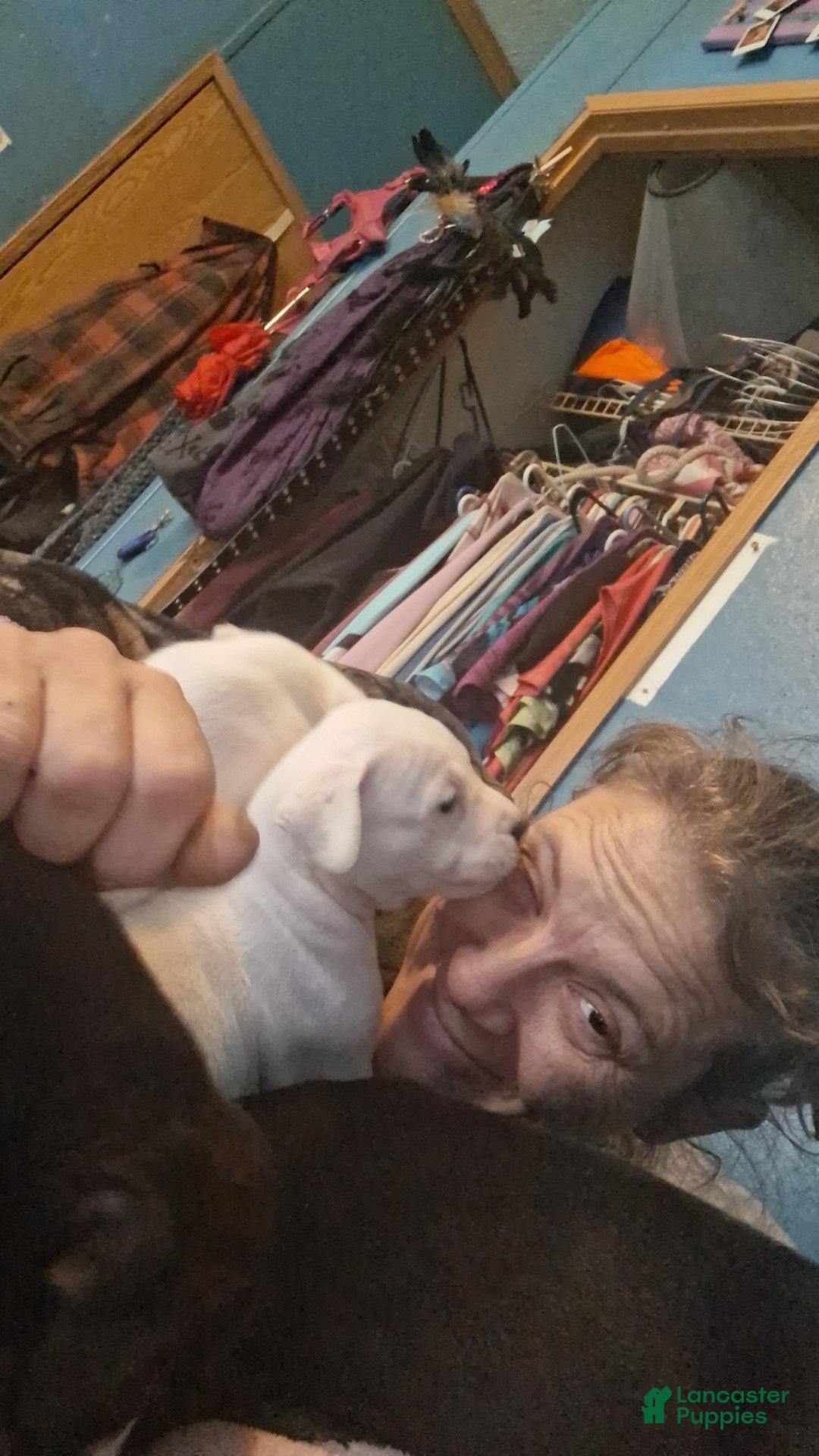 Mixed Breed dogs Female puppy 1 - Ad 2