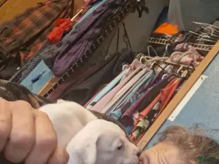 Mixed Breed dogs Female puppy 1 - Ad 2