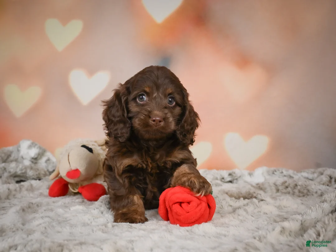 Cockapoo dogs for sale: Sandy - Ad 1