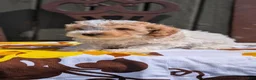 Miniature Poodle dogs for sale: Romeo - Ad 7