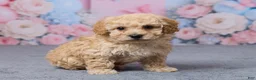 Bichpoo dogs for sale: Toronto - Ad 3