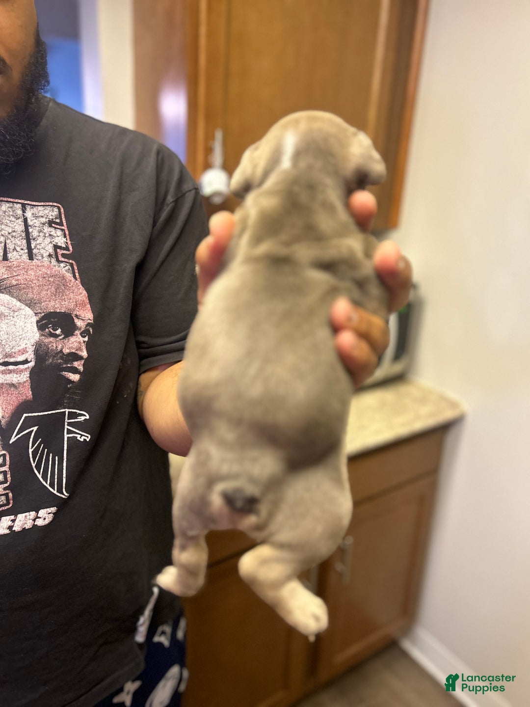 English Bulldog dogs for sale: Georgia - Ad 4