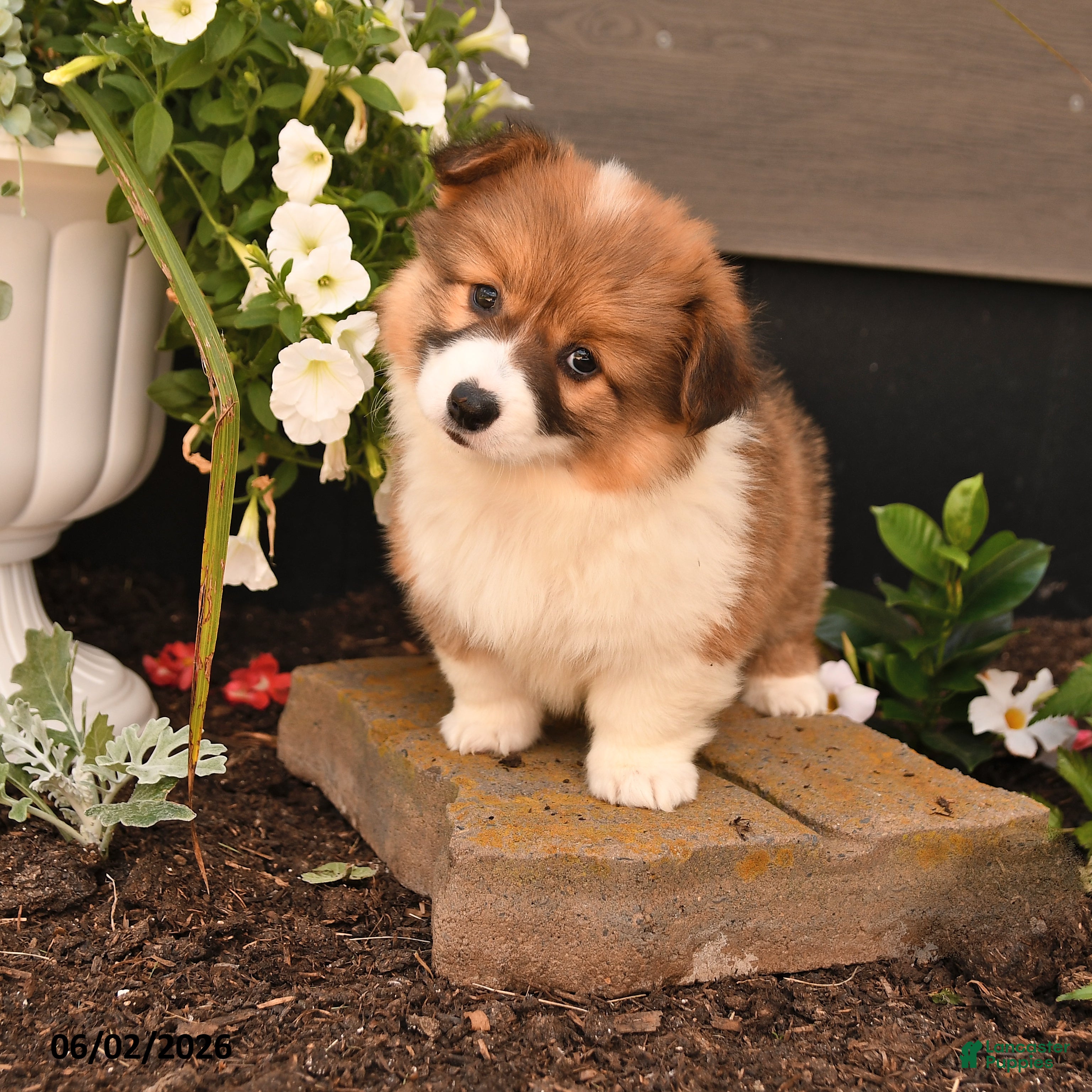 Welsh Corgi Pembroke dogs for sale: Betty   - Ad 1
