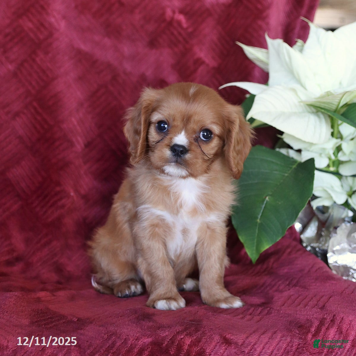 Cavalier King Charles Spaniel dogs Asher - Ad 21