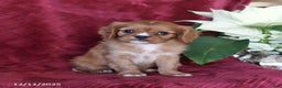Cavalier King Charles Spaniel dogs for sale: Asher - Ad 1