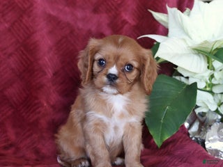 Cavalier King Charles Spaniel dogs Asher - Ad 27