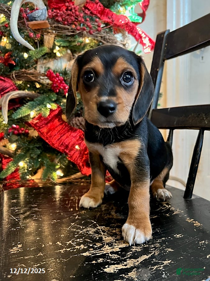 Beagle dogs Holly - Ad 5