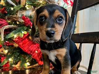 Beagle dogs Holly - Ad 1
