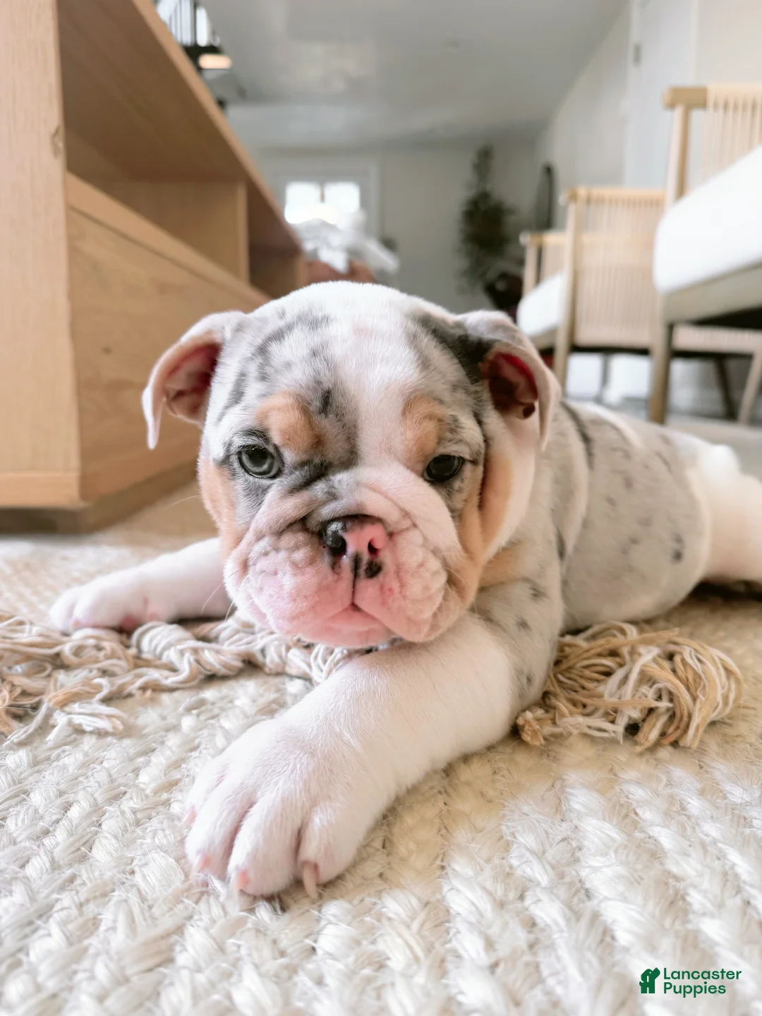 English Bulldog dogs for sale: English Bulldog Puppy 5 - Ad 2