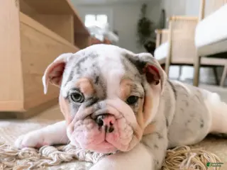 English Bulldog dogs English Bulldog Puppy 5 - Ad 29