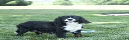 Mixed Breed dogs for sale: Munchkin  NoParti - Ad 7