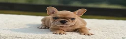 French Bulldog dogs for sale: Ivanka - Ad 10