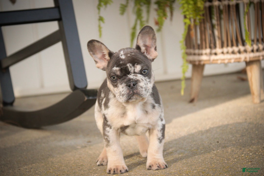 French Bulldog dogs for sale: Bella French Bulldog  - Ad 2