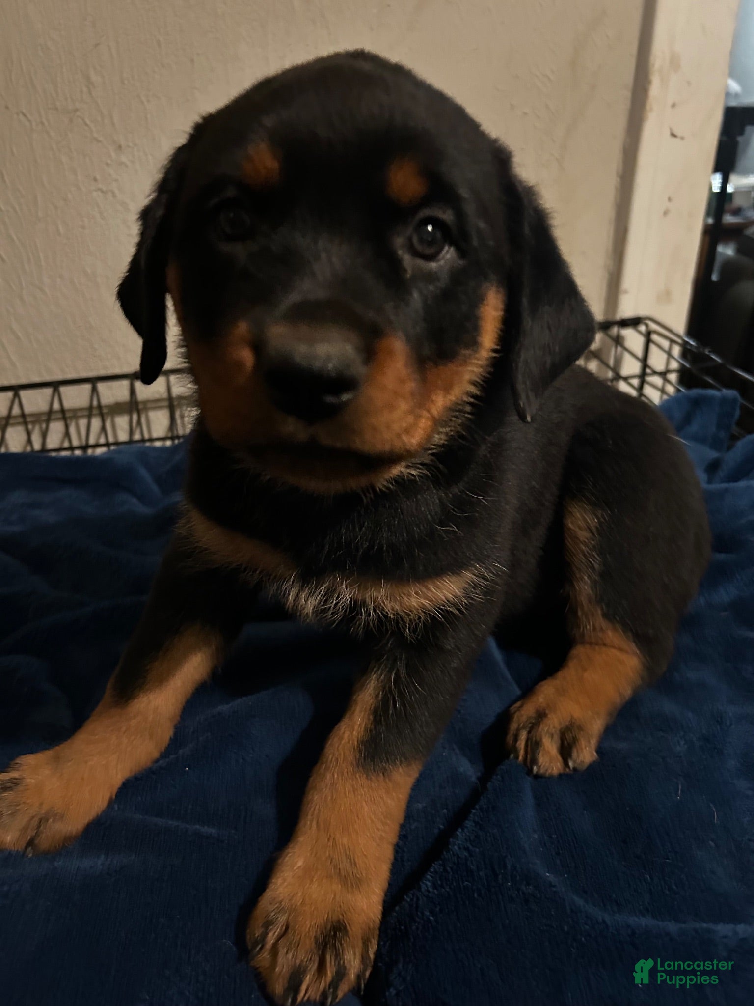 Rottweiler dogs Willow (orange) - Ad 1