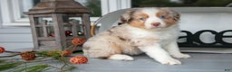 Australian Shepherd dogs for sale: Marky - Ad 1