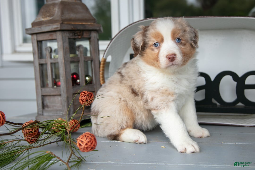 Australian Shepherd dogs for sale: Marky - Ad 1