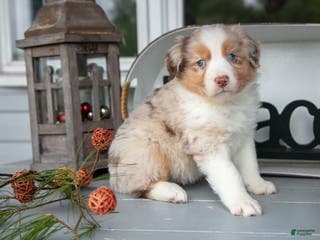 Australian Shepherd dogs Marky - Ad 18