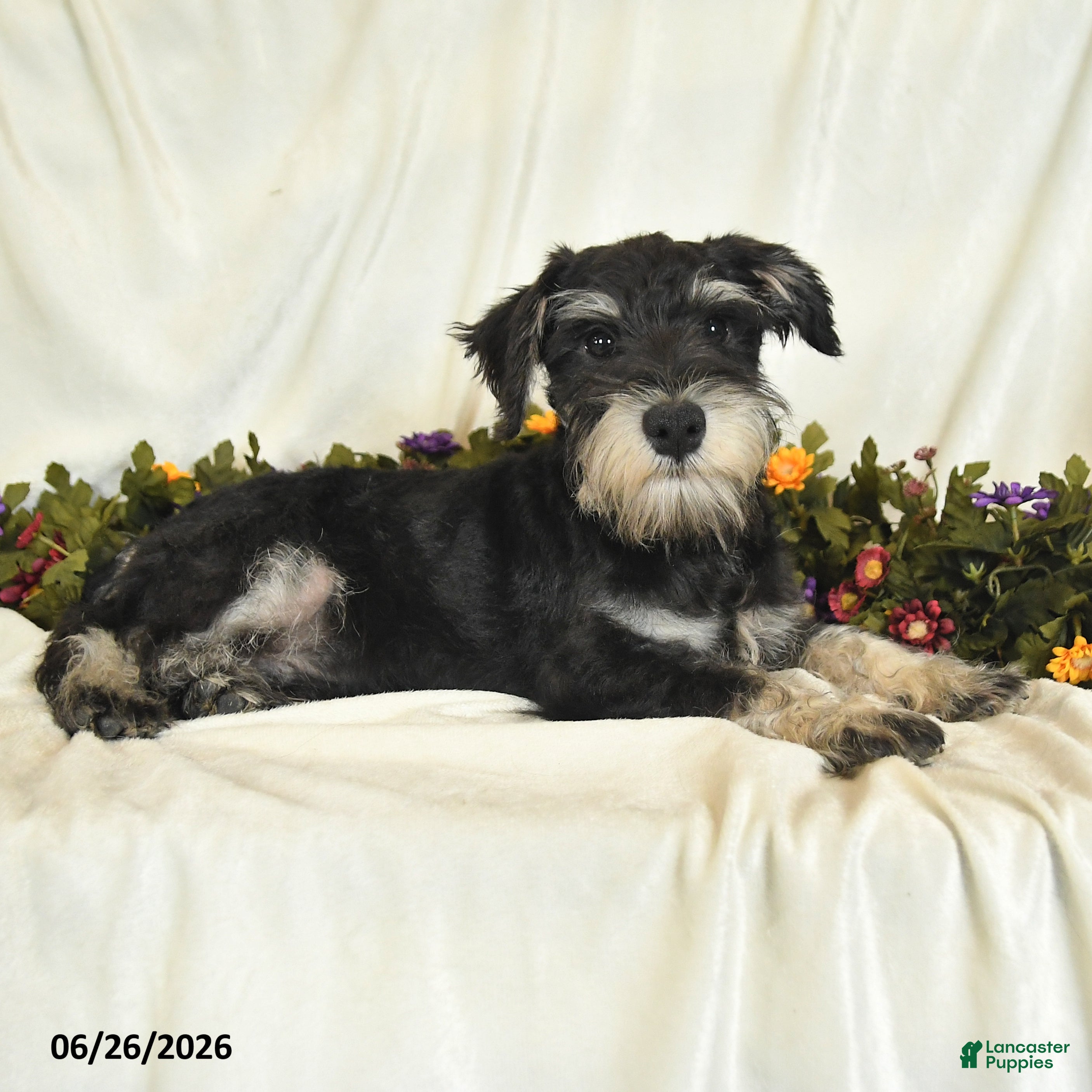 Miniature Schnauzer dogs Gavin - Ad 1