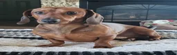 Dachshund dogs for sale: Dachshund 1 - Ad 2
